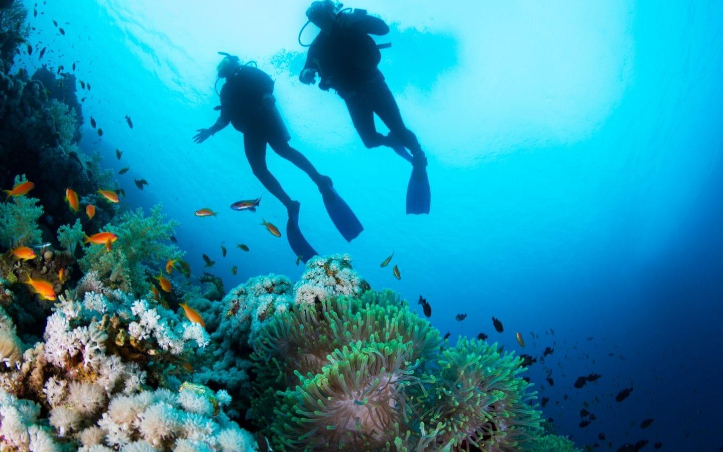 two scuba divers on coral reef