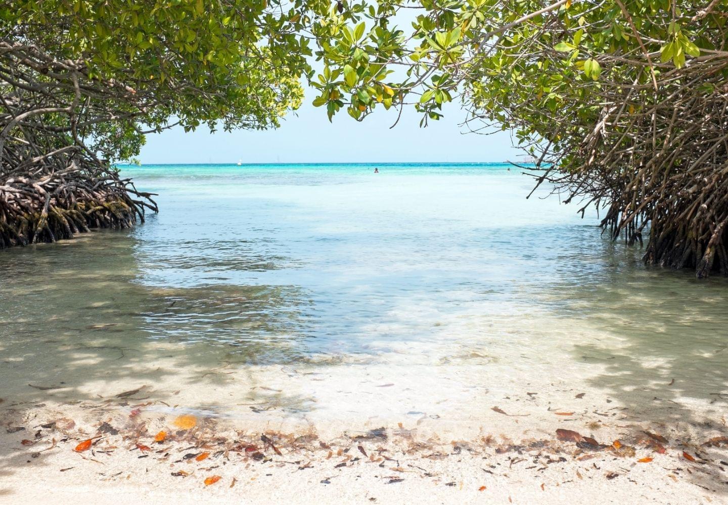 mangel halto beach in aruba