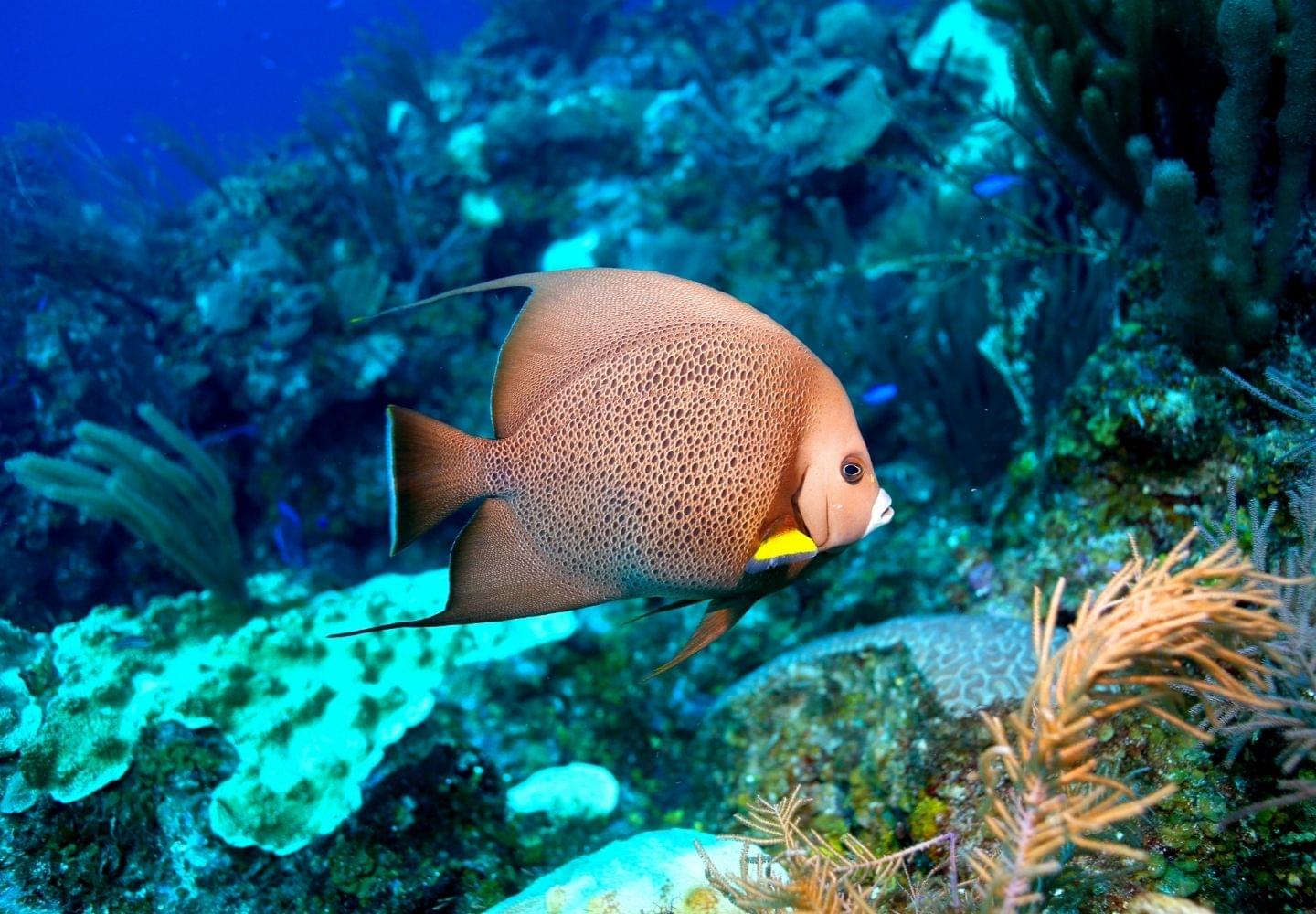 grey angle fish at Turneffe atoll 