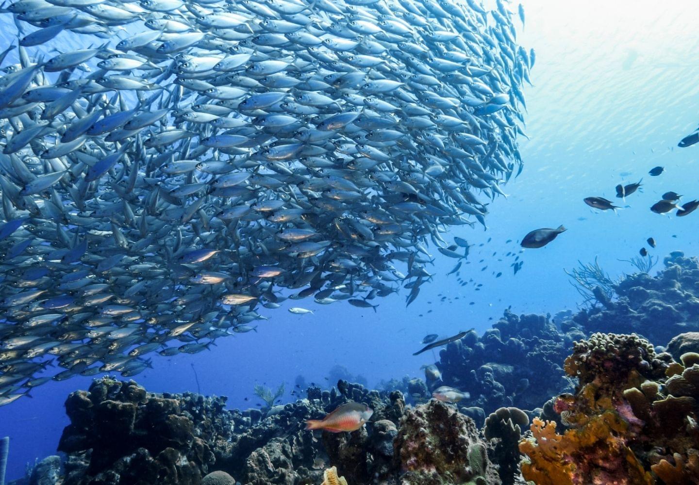 coral reef off of Playa Piskado