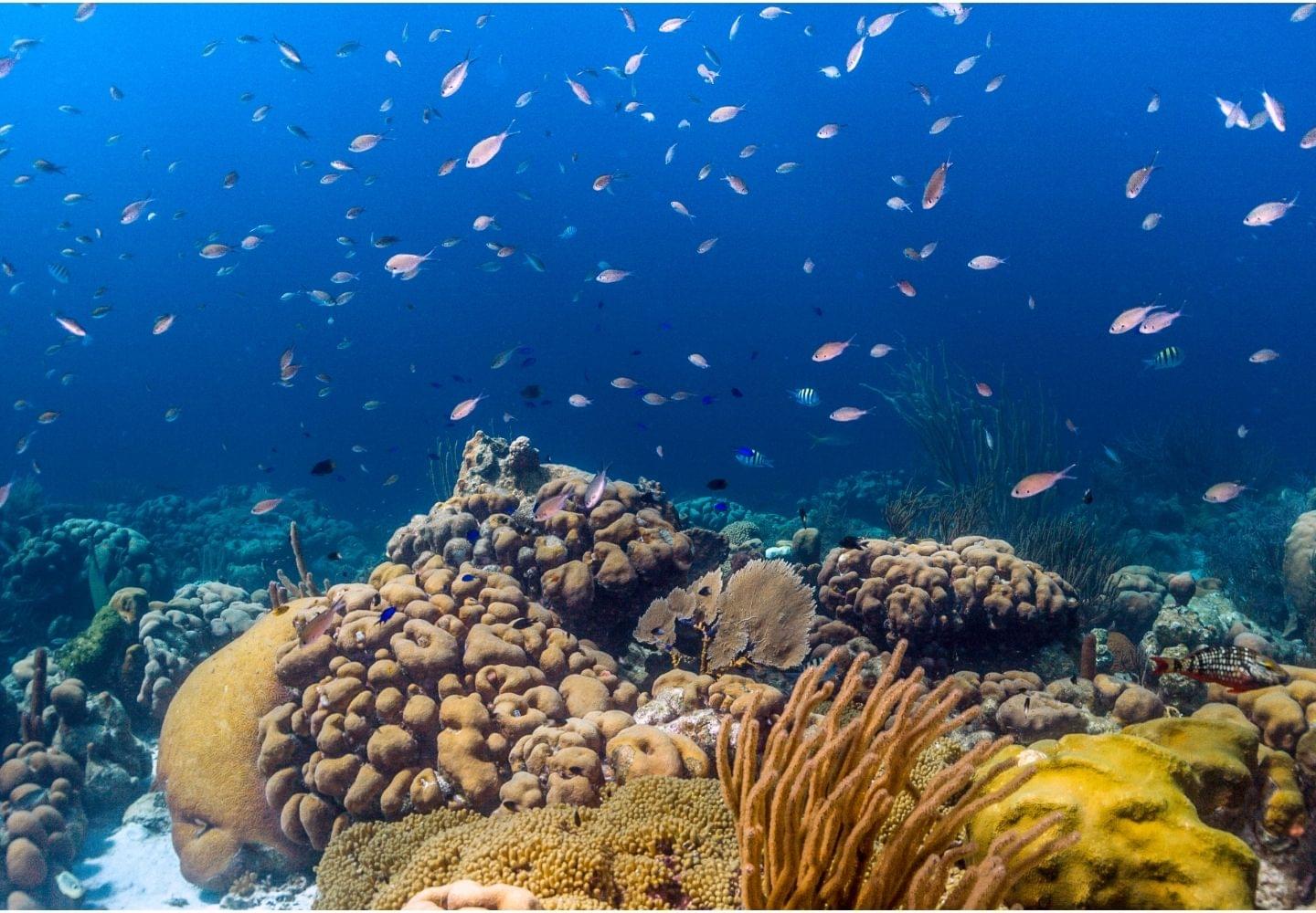 bari reef bonaire