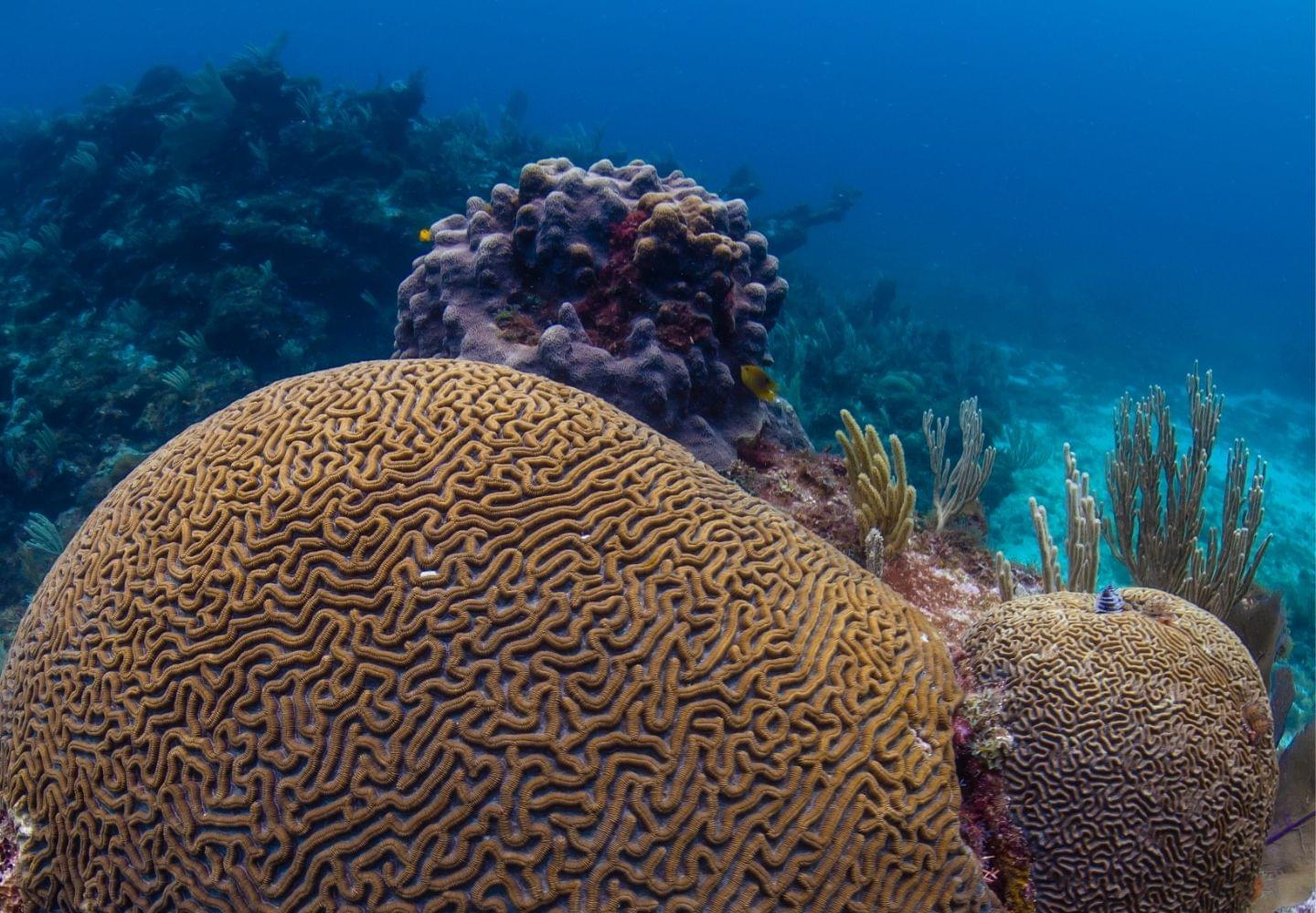 brain coral isla mujeres cancun