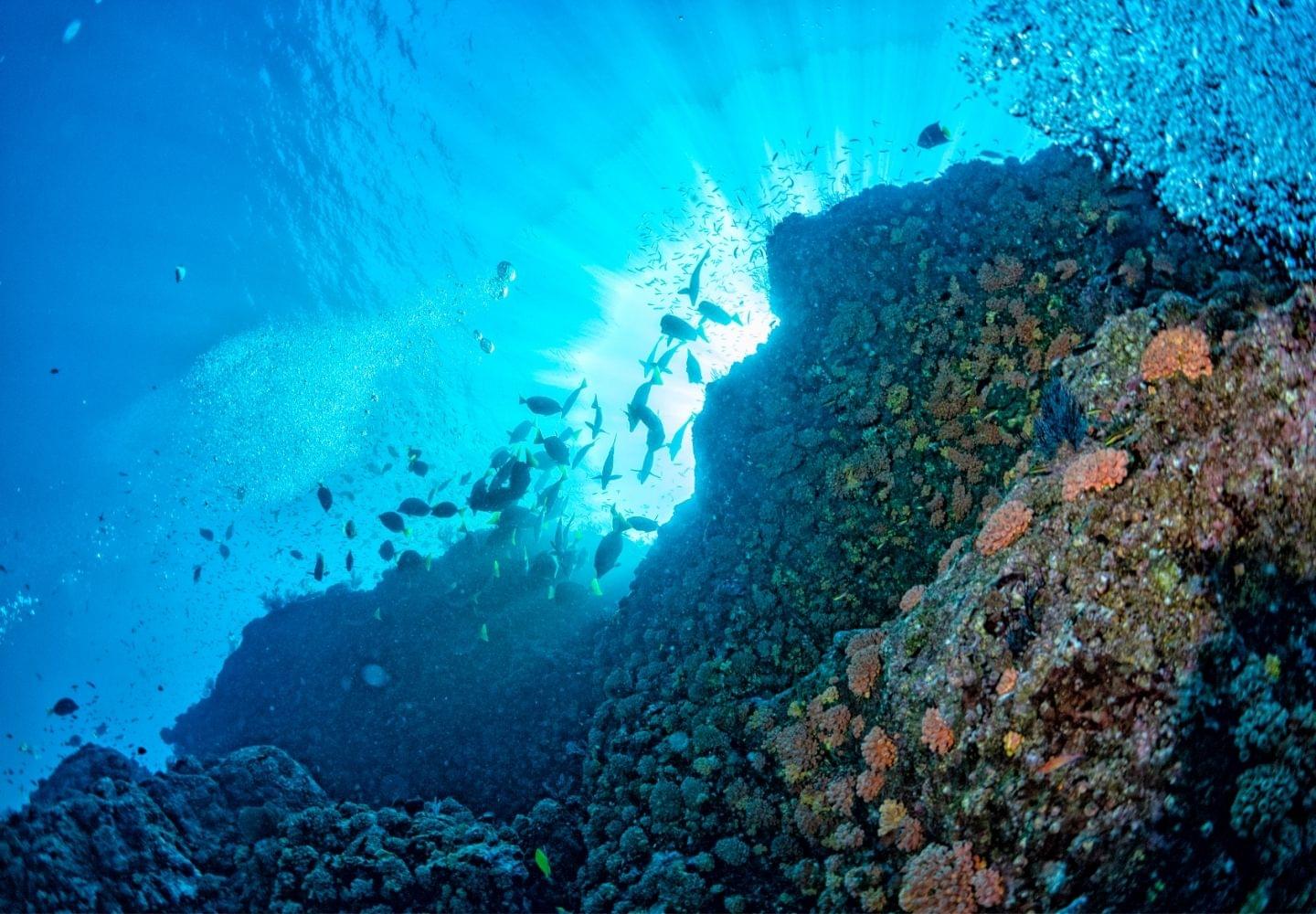 coral reef Cabo pulmo national park