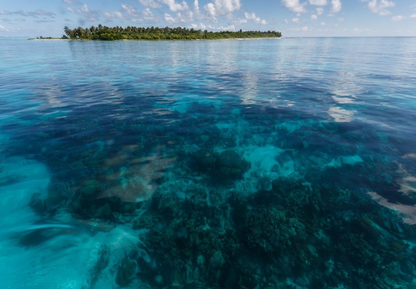 coral reef hol chan marine reserve