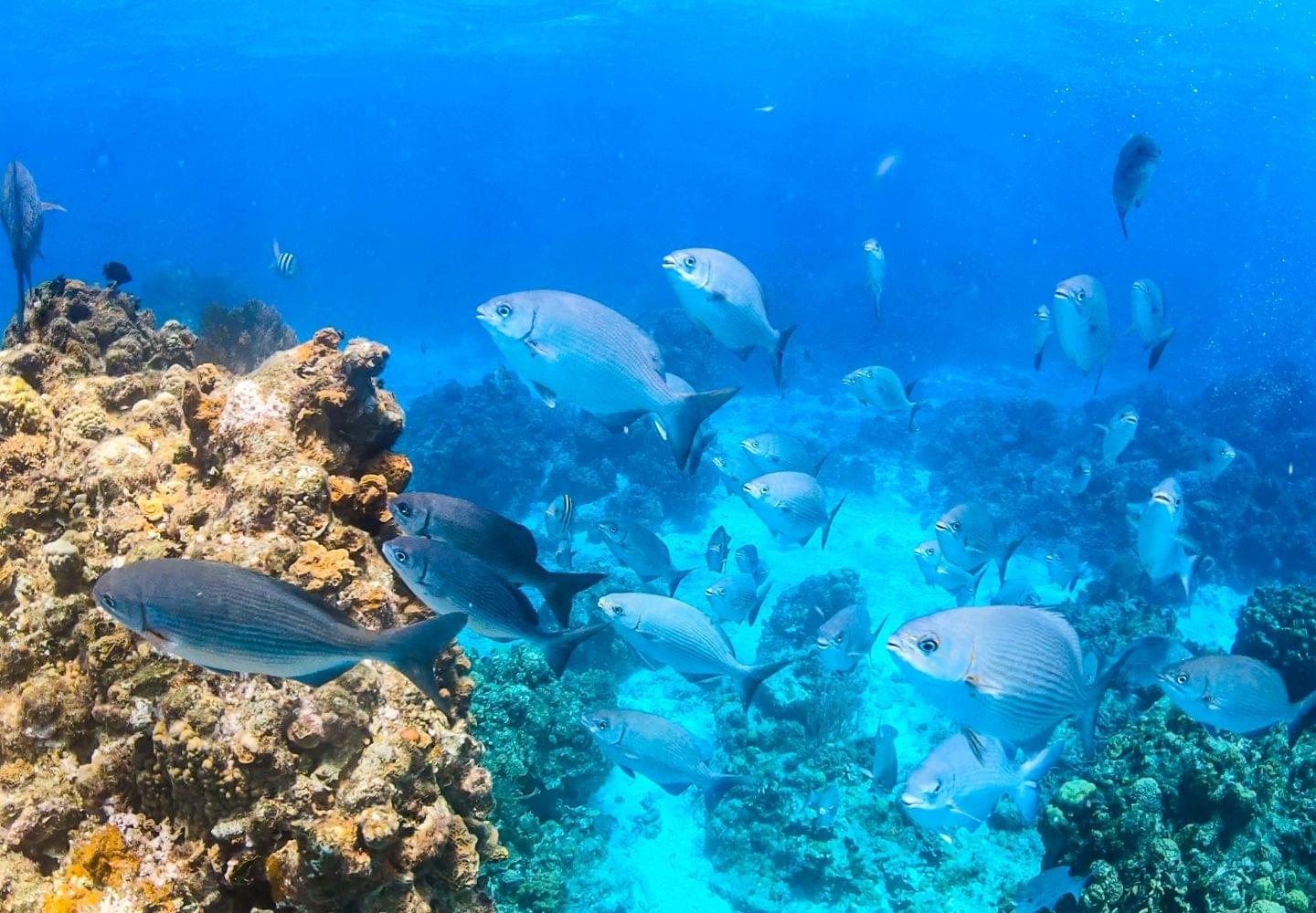 Cozumel Patch Reef