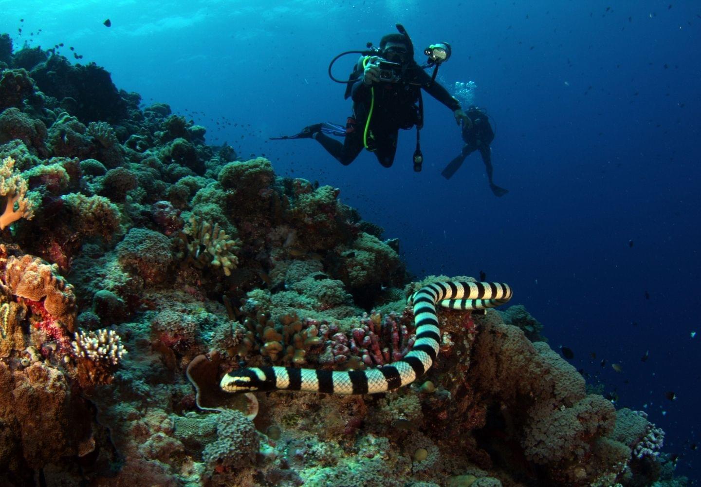 diver photographing sea snake on the reef