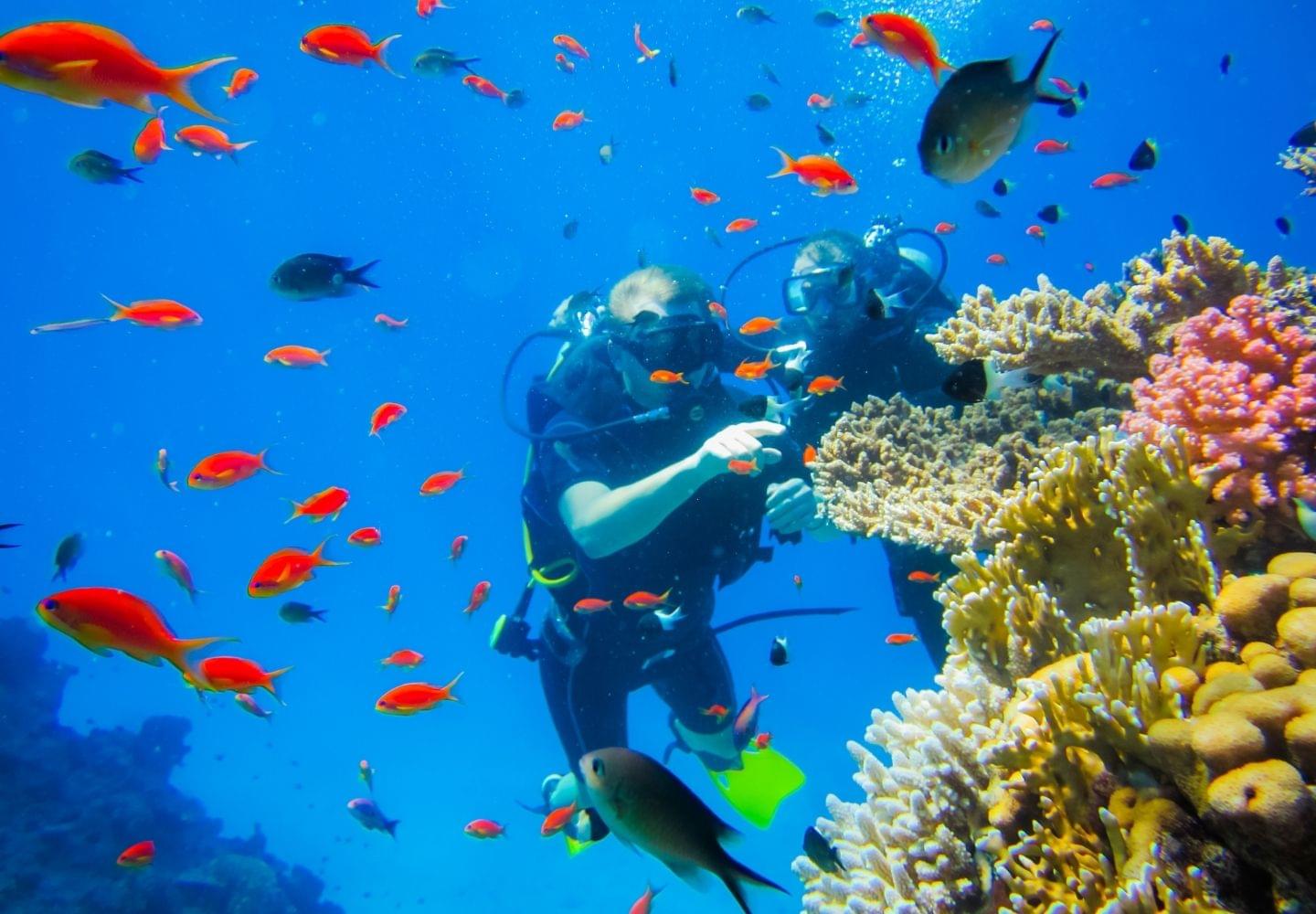 diving on tropical coral reef