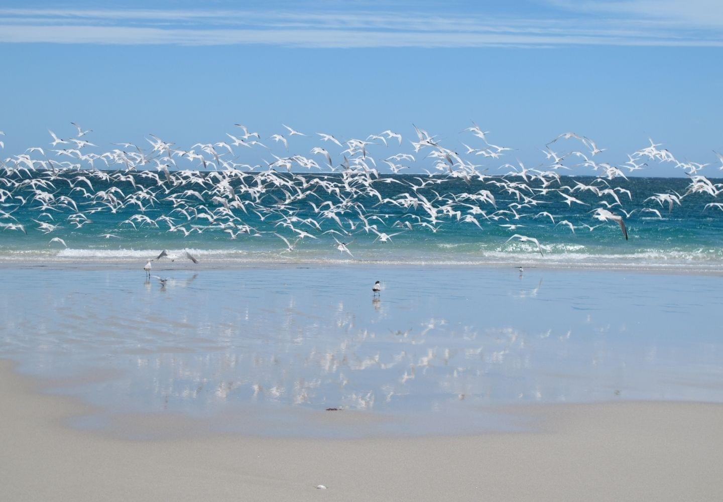 flock of sea gulls on beach at coral bay