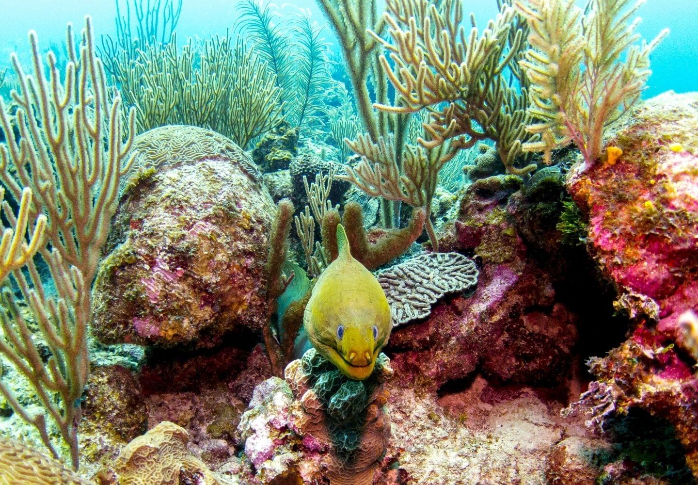 green moral eel in coral belize barrier reef
