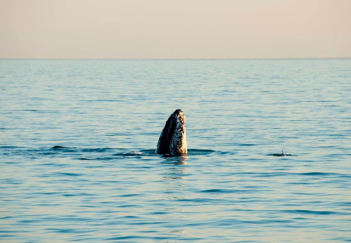 humpback whale at surface on Ningaloo Reef