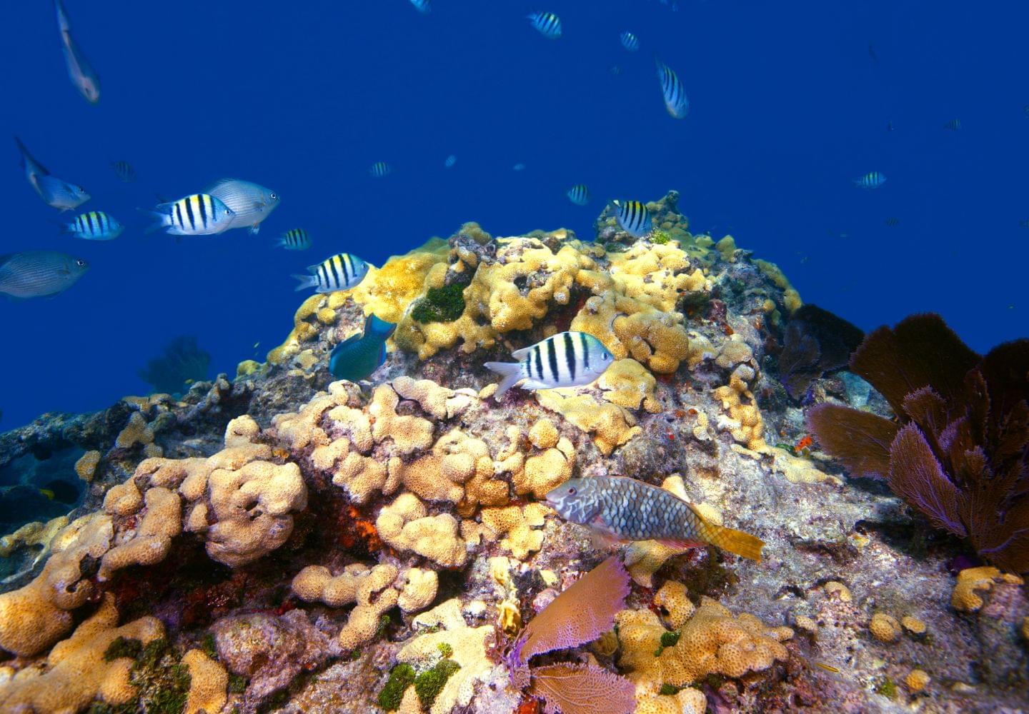 The Best Snorkeling In The Florida Keys Outsiderview