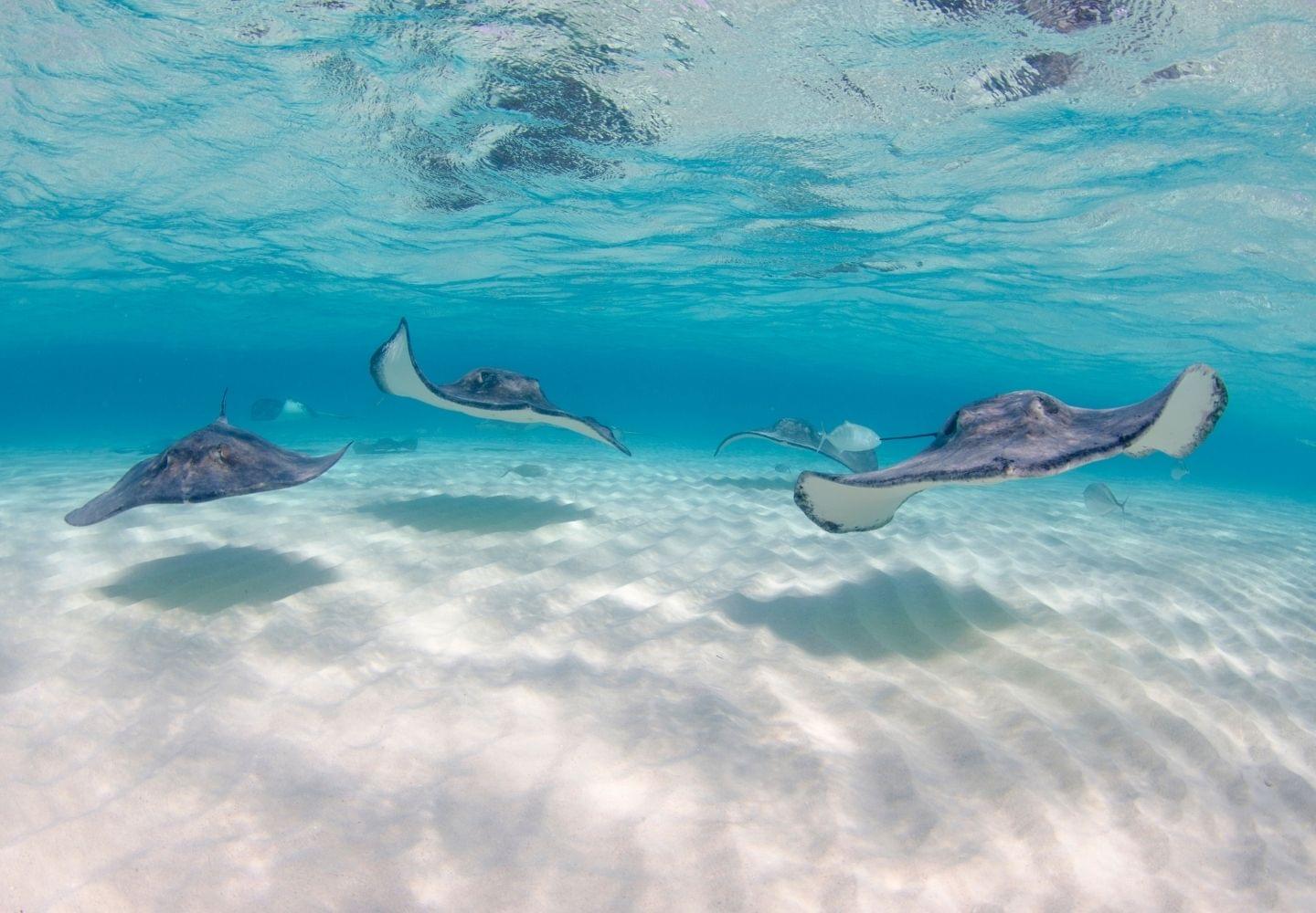 stingray city, grand cayman