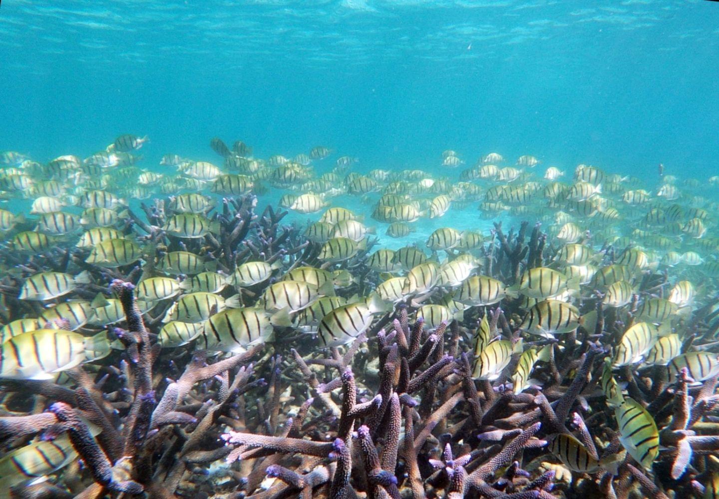 tropical fish at ningaloo reef