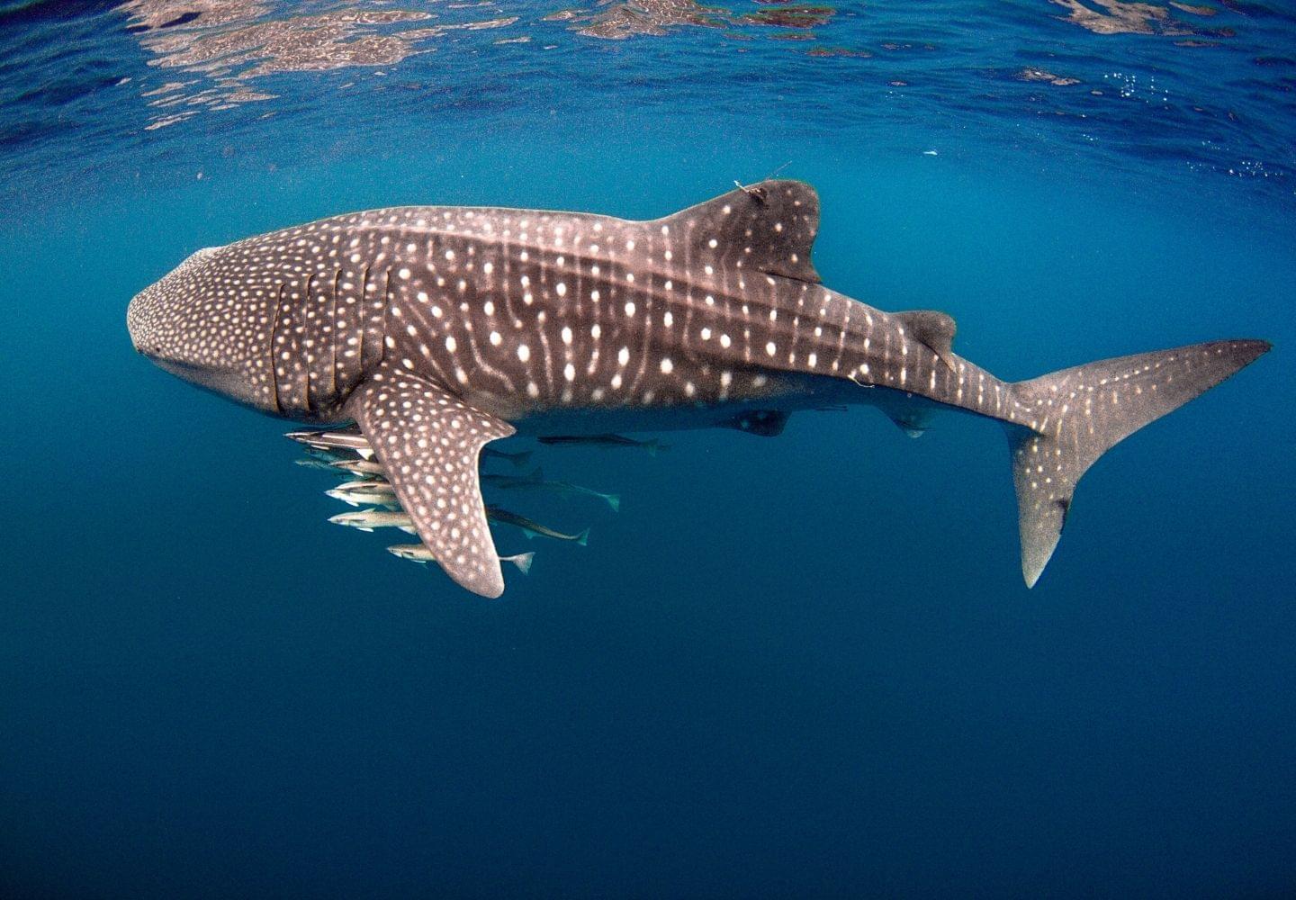 whale shark close up